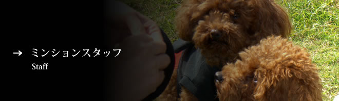 ミンションスタッフ